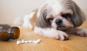 best cbd oil for dogs